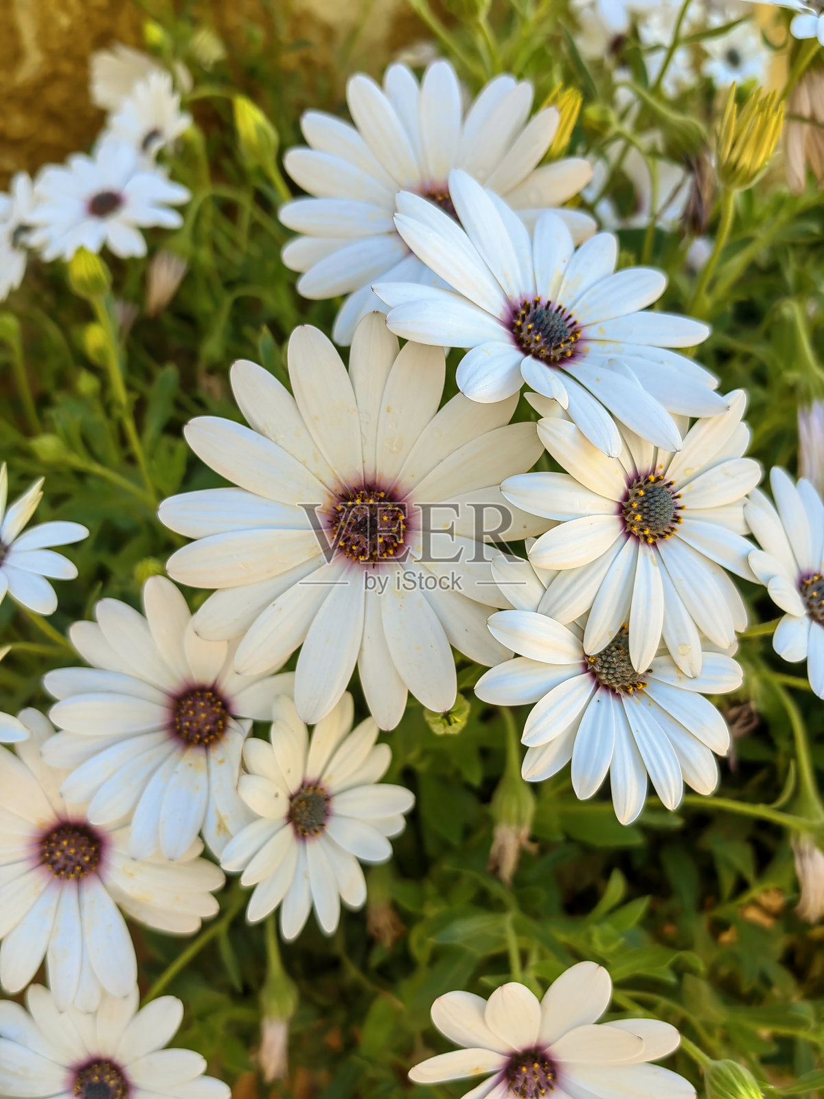 带有光影的纹理白色雏菊背景照片摄影图片