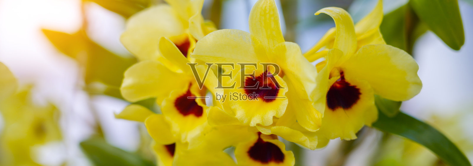 明亮的黄色兰花在热闹的市场中优雅地绽放，展示出精致的花瓣，形成生动的花卉组合。照片摄影图片