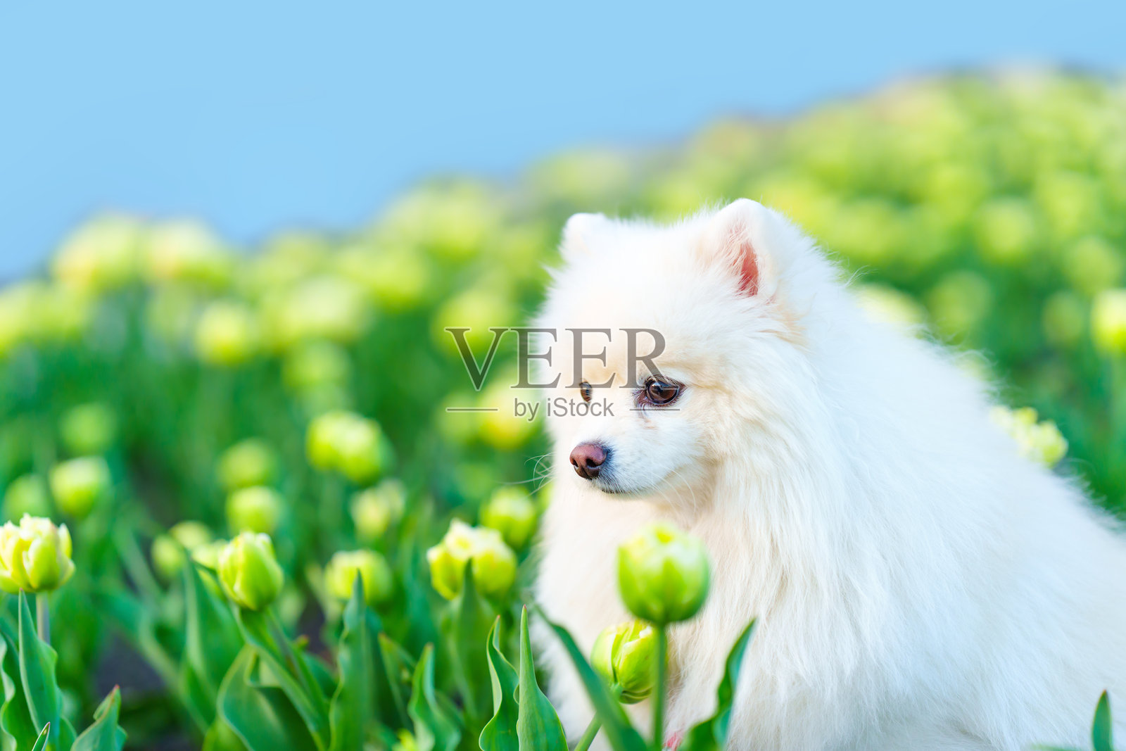 被盛开的郁金香花环绕的毛茸茸白色博美犬照片摄影图片