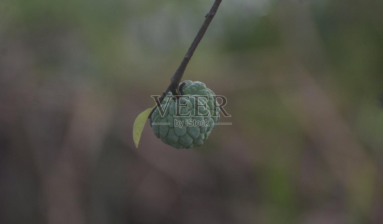 释迦果照片摄影图片