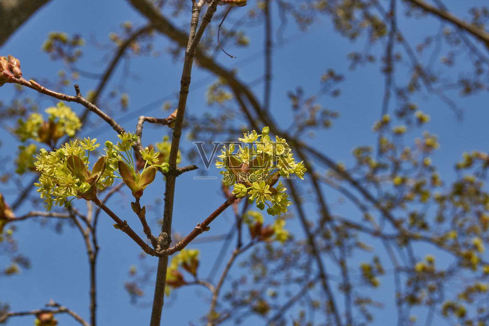 榉树（学名：Acer platanoides）的花蕾正在绽放。照片摄影图片