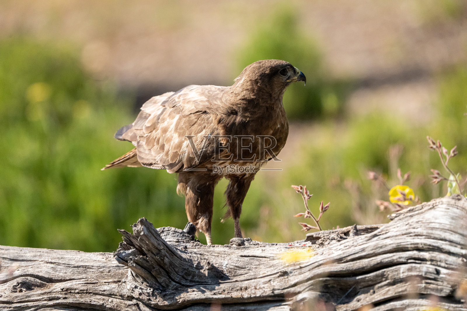 在西班牙拍摄的普通苍鹰（Buteo buteo）照片摄影图片