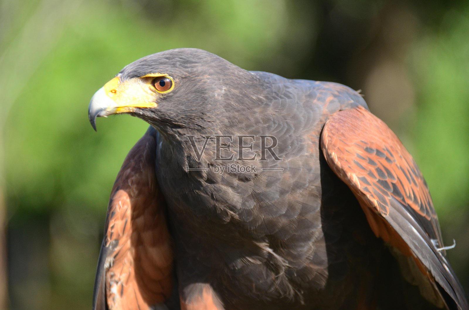 哈里斯鹰的特写镜头照片摄影图片