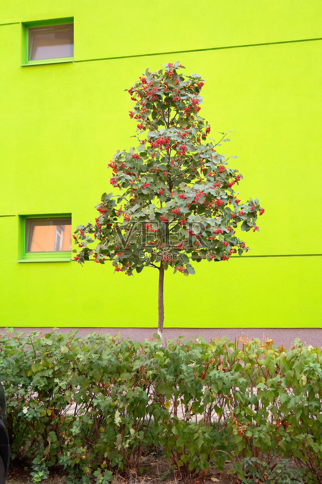 建筑前草坪上的榉树照片摄影图片