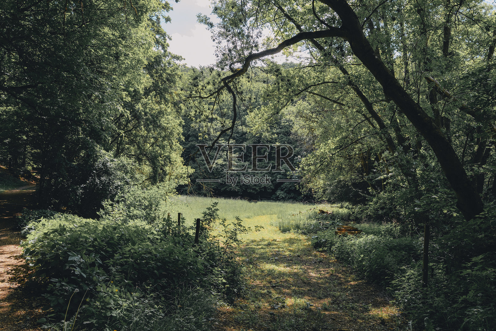 在宁静的池塘旁，郁郁葱葱的森林中找到的宁静时光。照片摄影图片