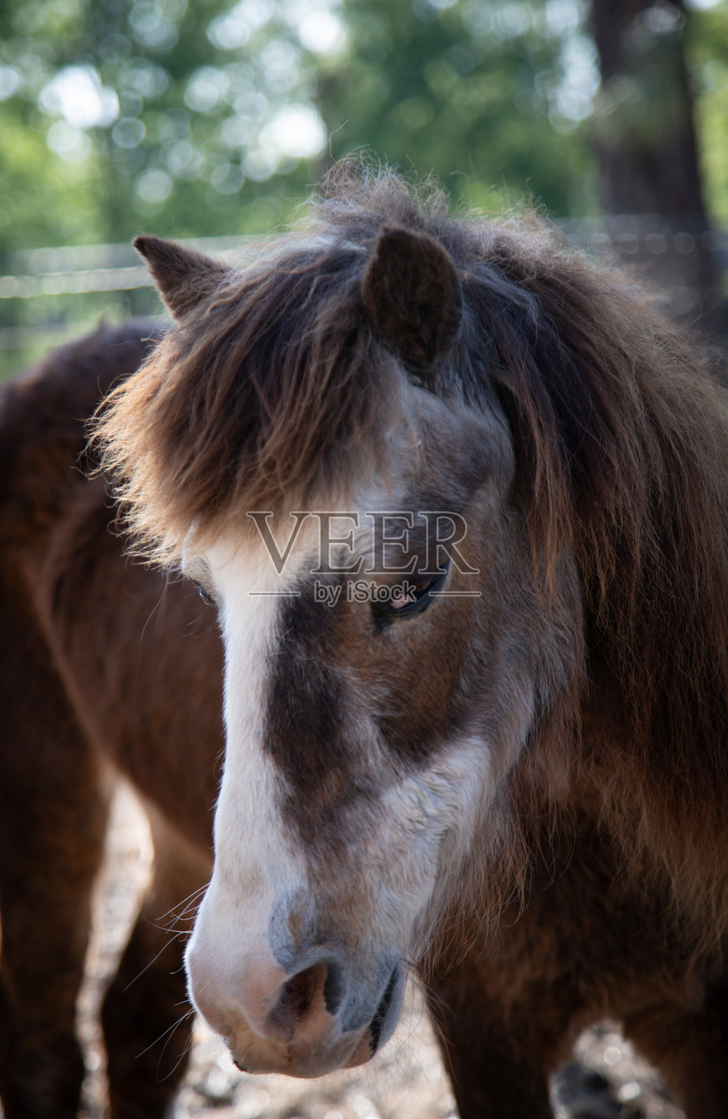 害羞的小马看着镜头照片摄影图片