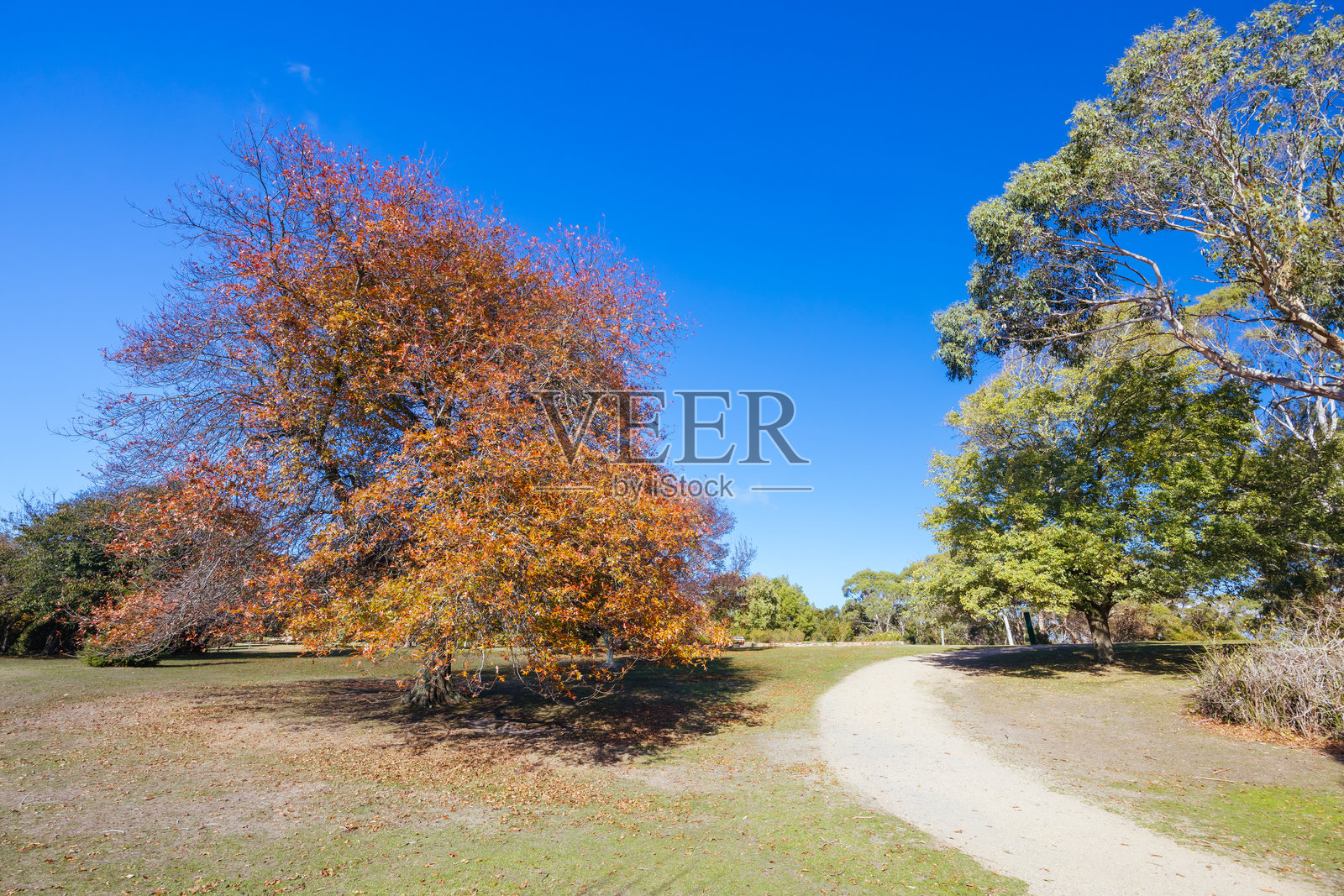 澳大利亚晨顿半岛的海风花园照片摄影图片