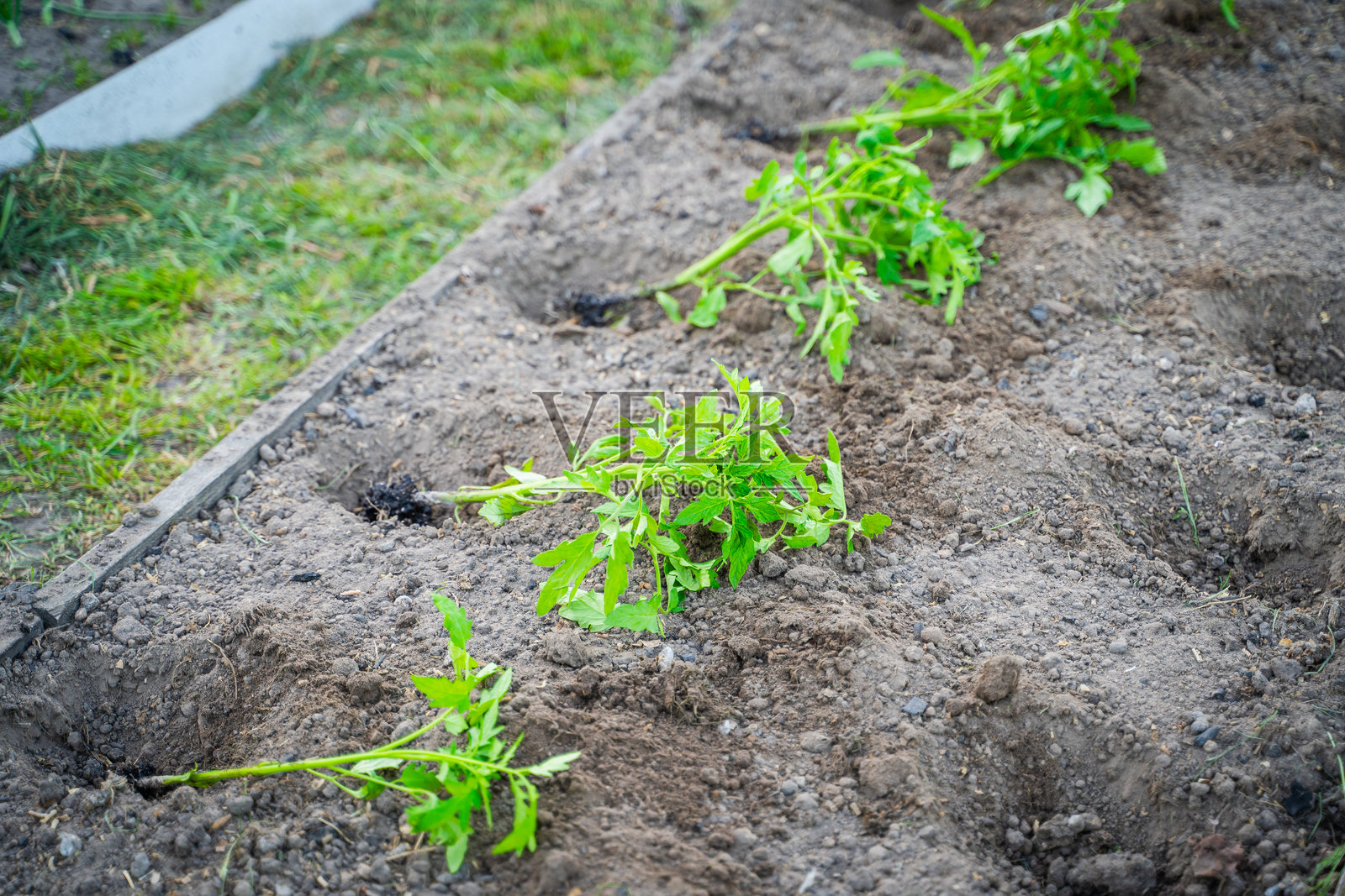 花坛已准备好种植番茄幼苗。种植番茄的过程。照片摄影图片