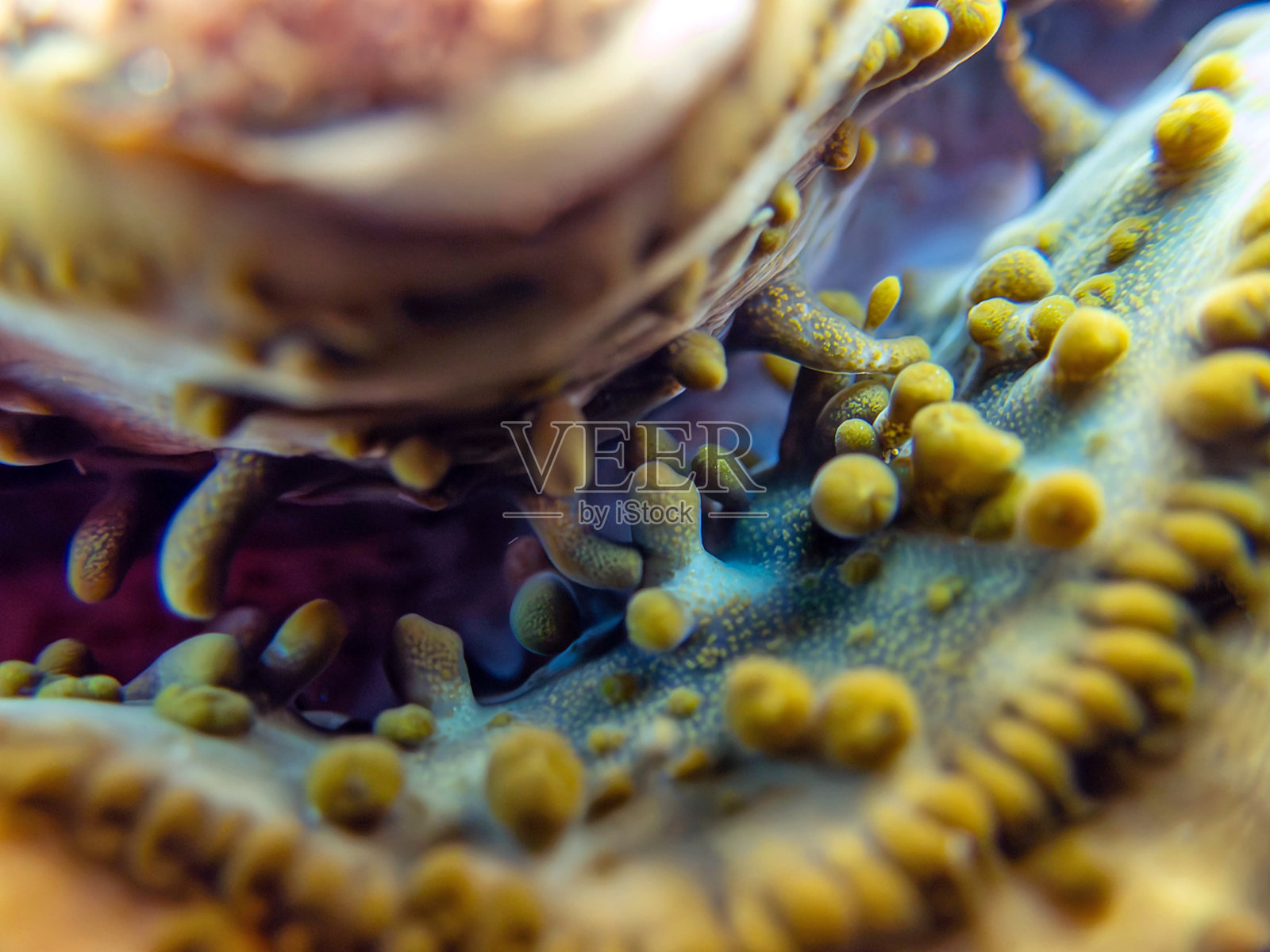 最大三角帆蚌惊人的图案和自然设计，超微距水下摄影照片摄影图片