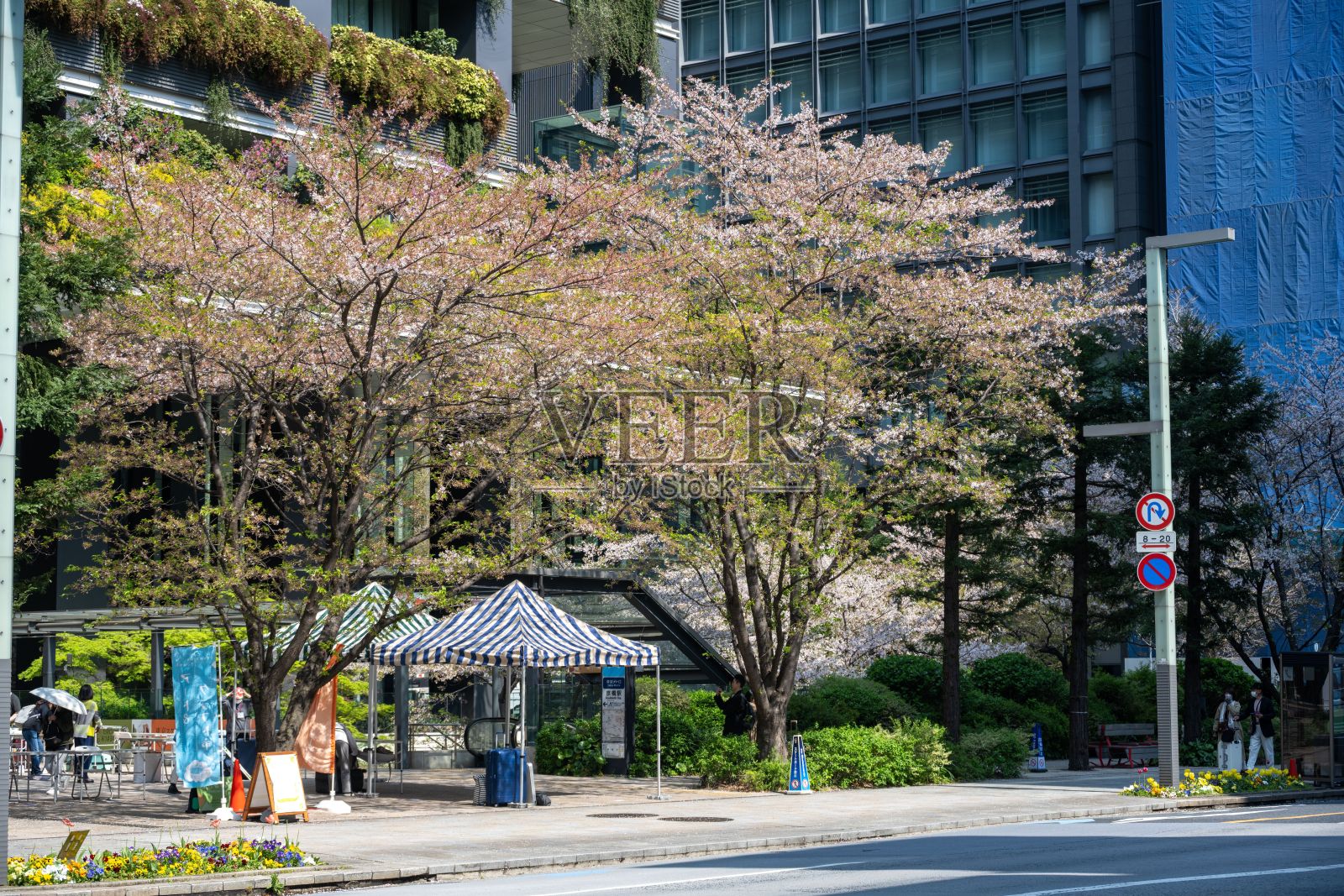 城市环境中的樱花树。照片摄影图片