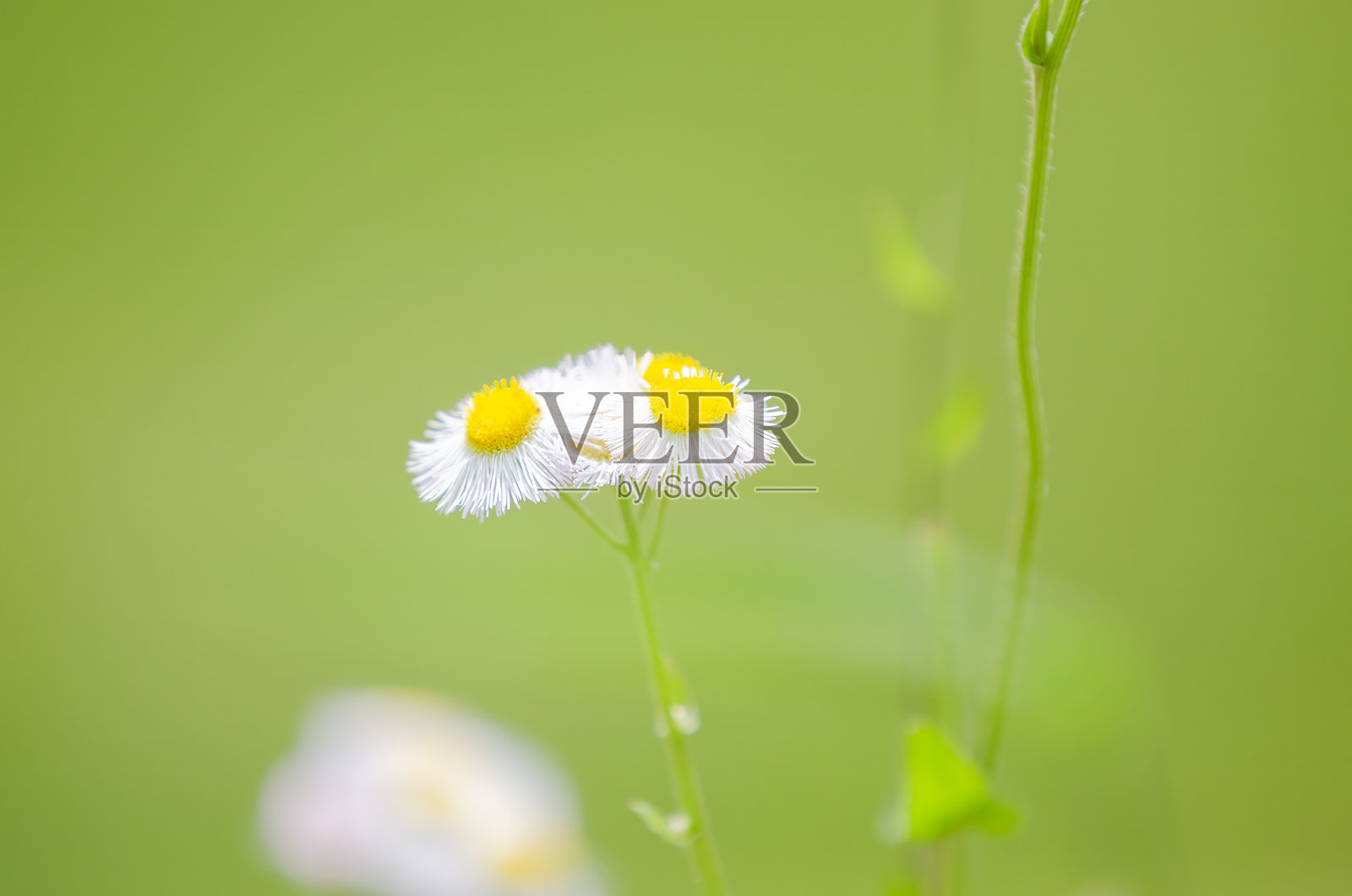 两朵雏菊的特写，背景模糊的绿色。照片摄影图片