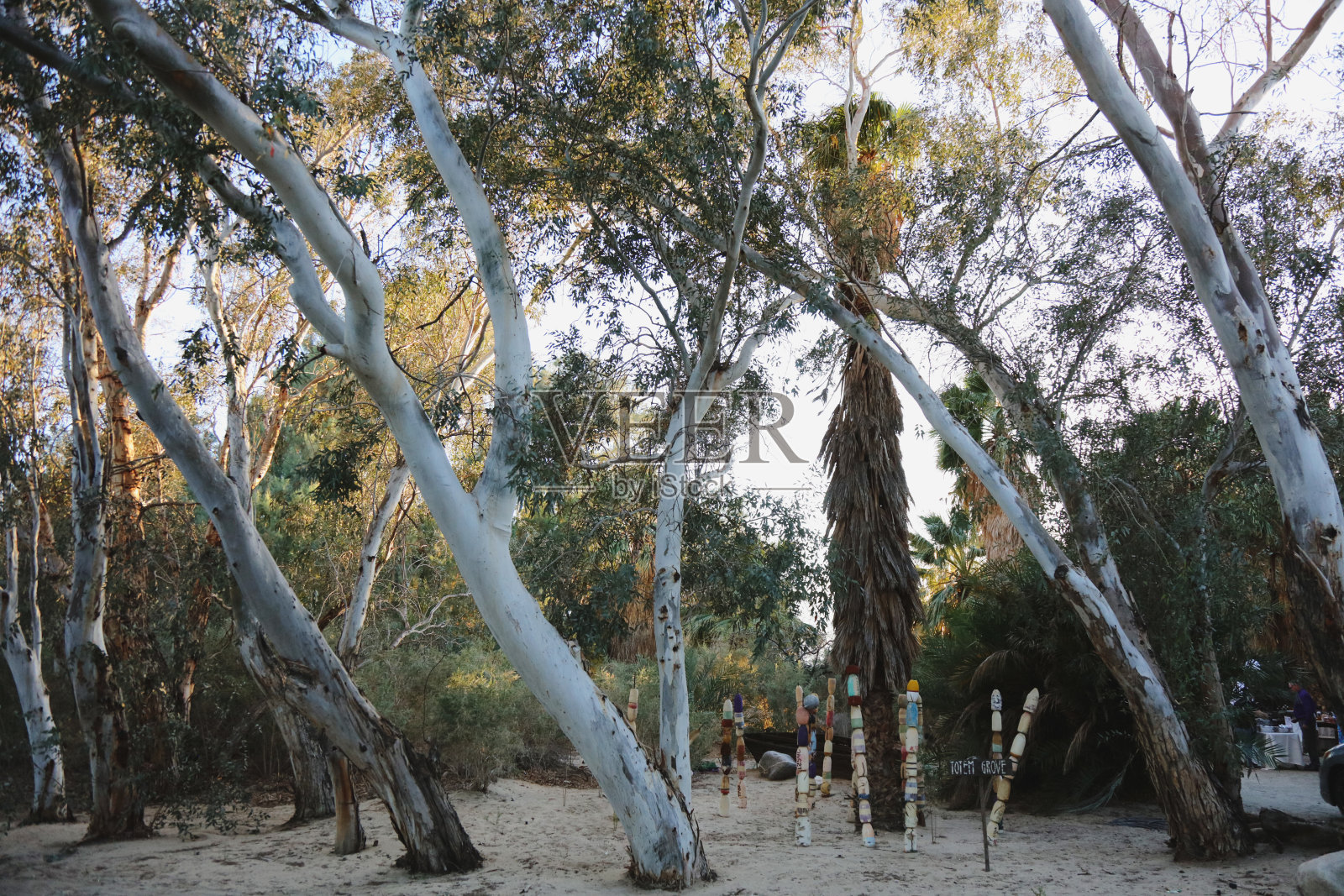 沙漠林地，矗立着高大的树木和色彩斑斓的图腾雕塑。照片摄影图片