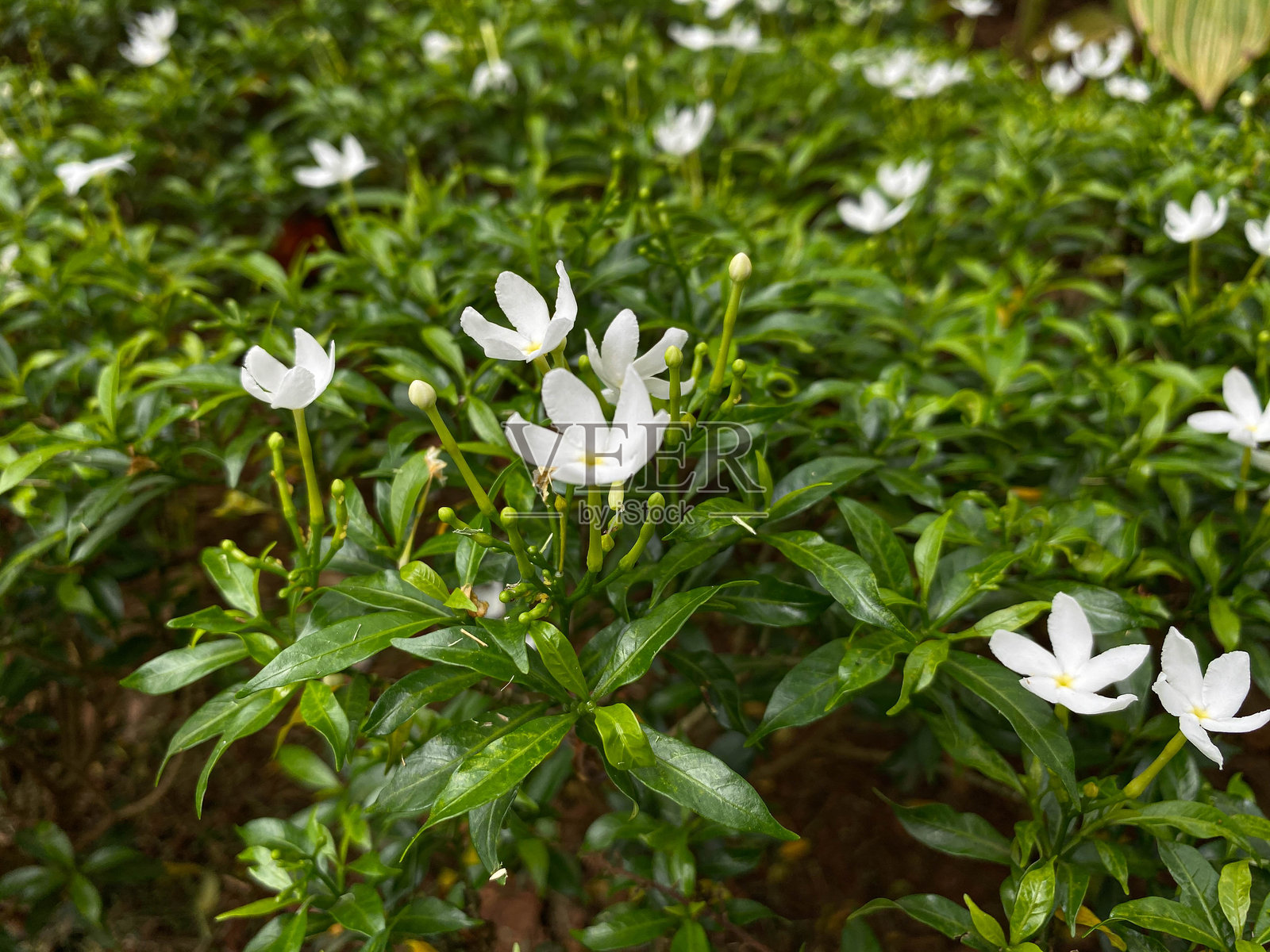白色夹竹桃或分枝夹竹桃或牛奶木花植物，常绿叶灌木，俯视图照片摄影图片