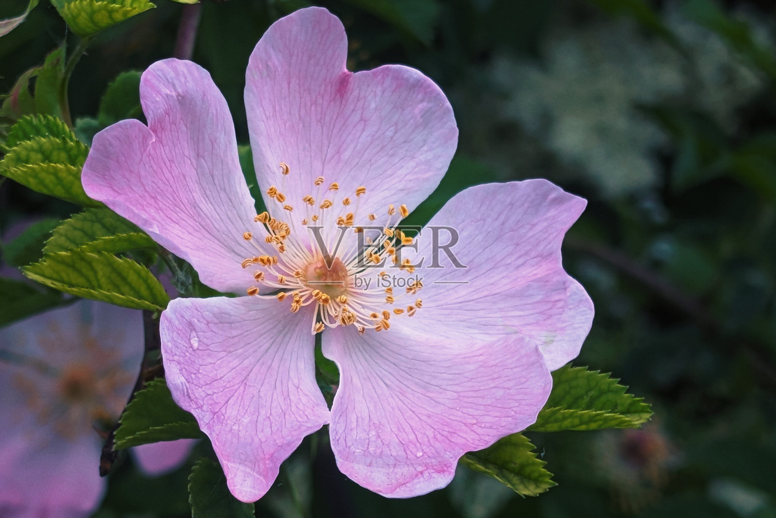 细腻的粉色野玫瑰花特写照片摄影图片