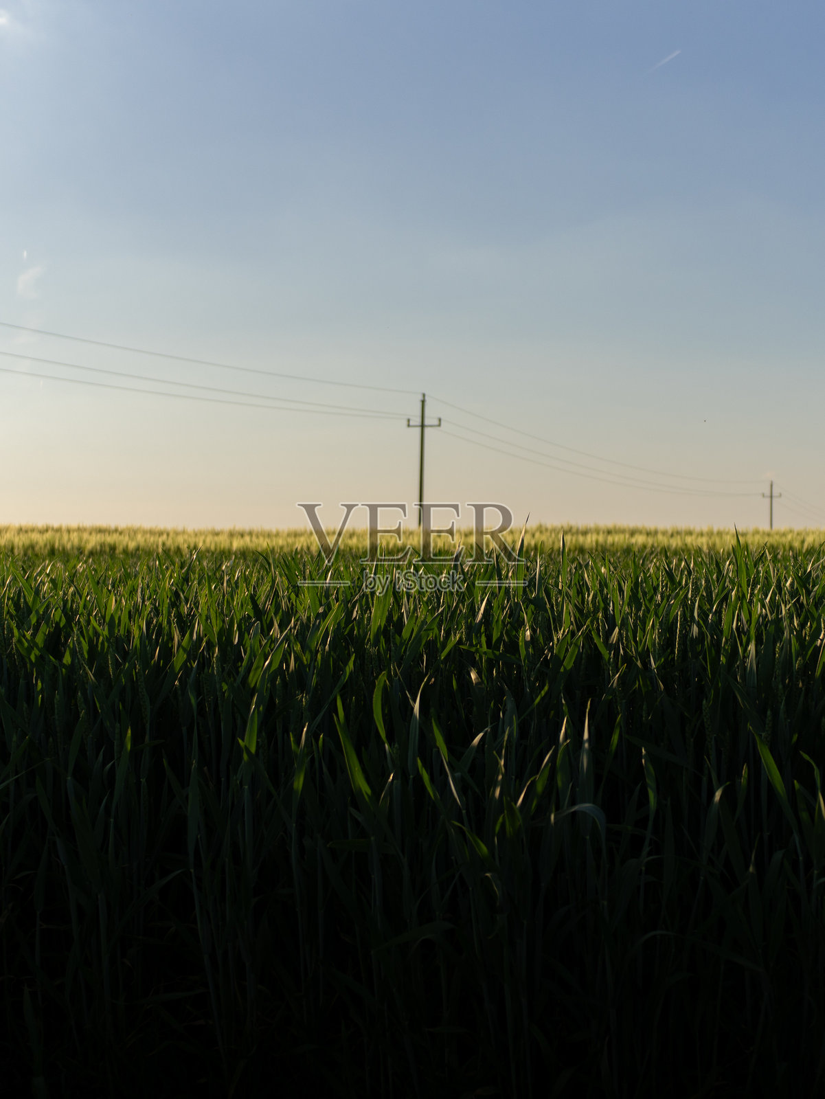 一片麦田与蓝天照片摄影图片
