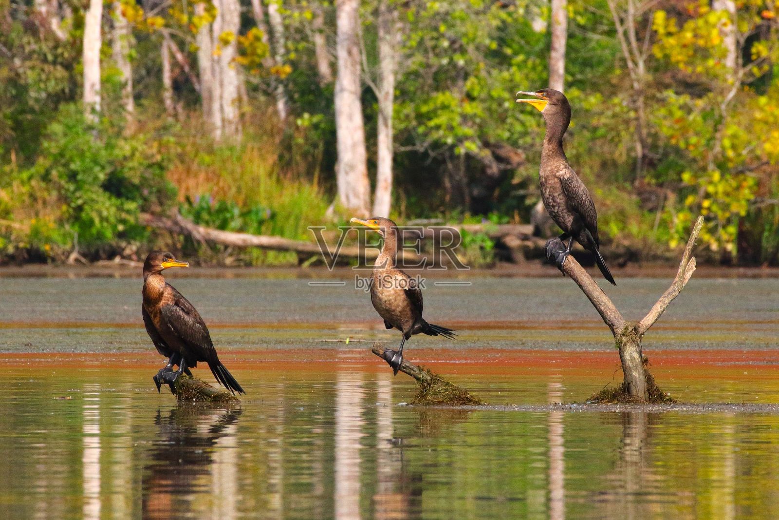 三只鸬鹚栖息在宁静湿地环境中的树枝上。照片摄影图片