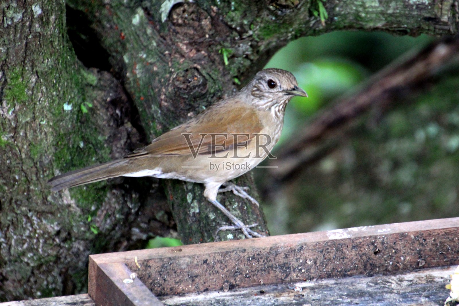 鸟 - 唱鸟 - 白眉歌鸲照片摄影图片