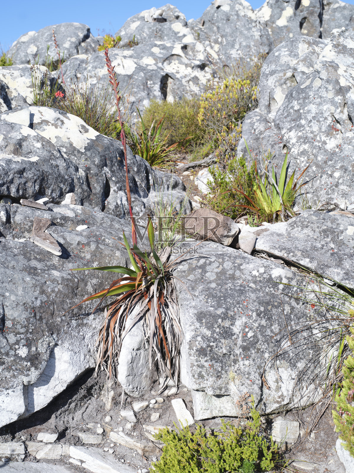 南非西开普省原始荒野中崎岖岩石间的独特植物群照片摄影图片