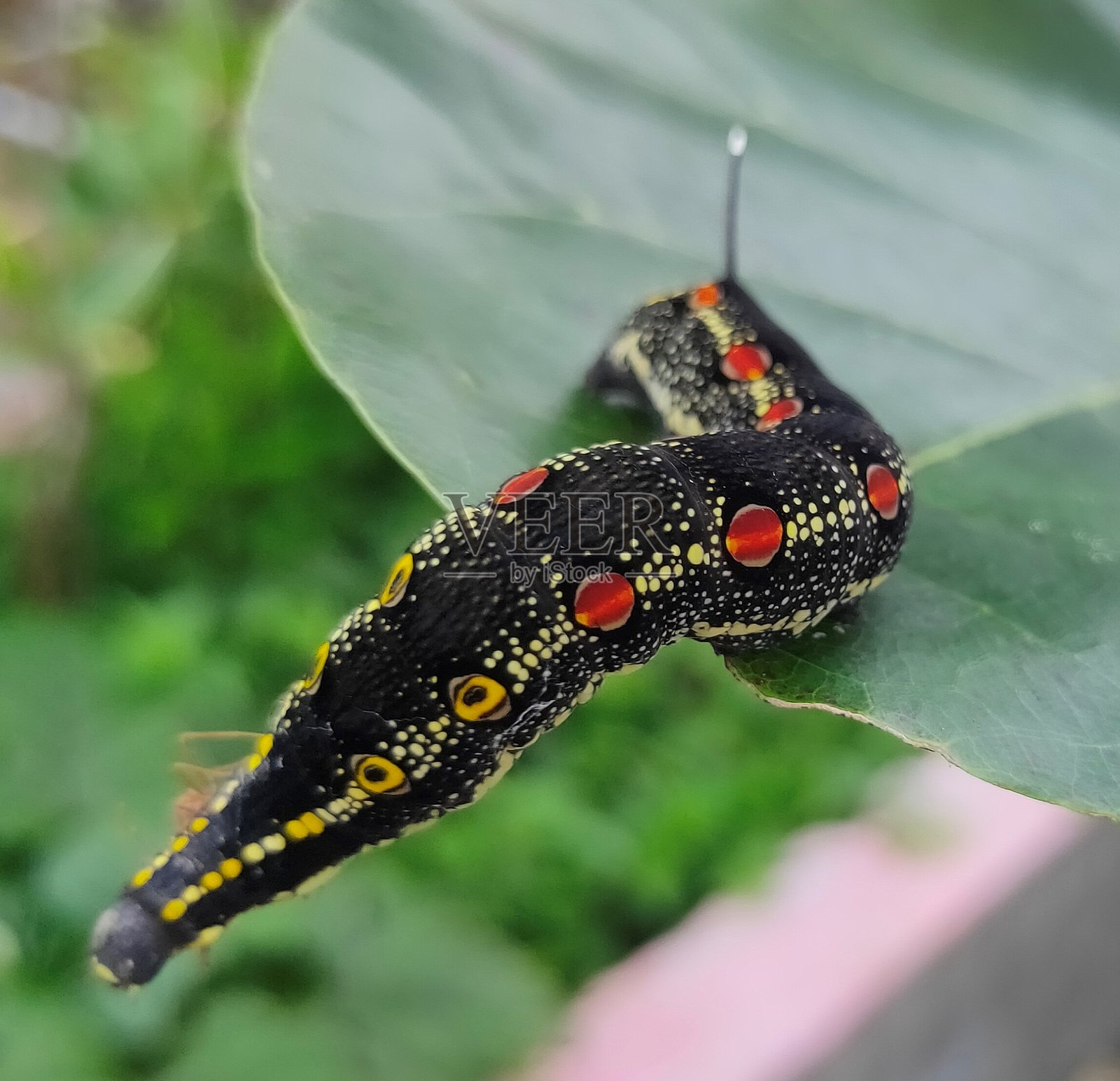 黑色毛毛虫照片摄影图片