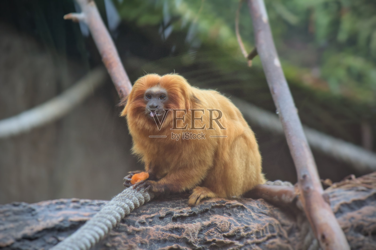 金狮面猕猴在看着相机照片摄影图片