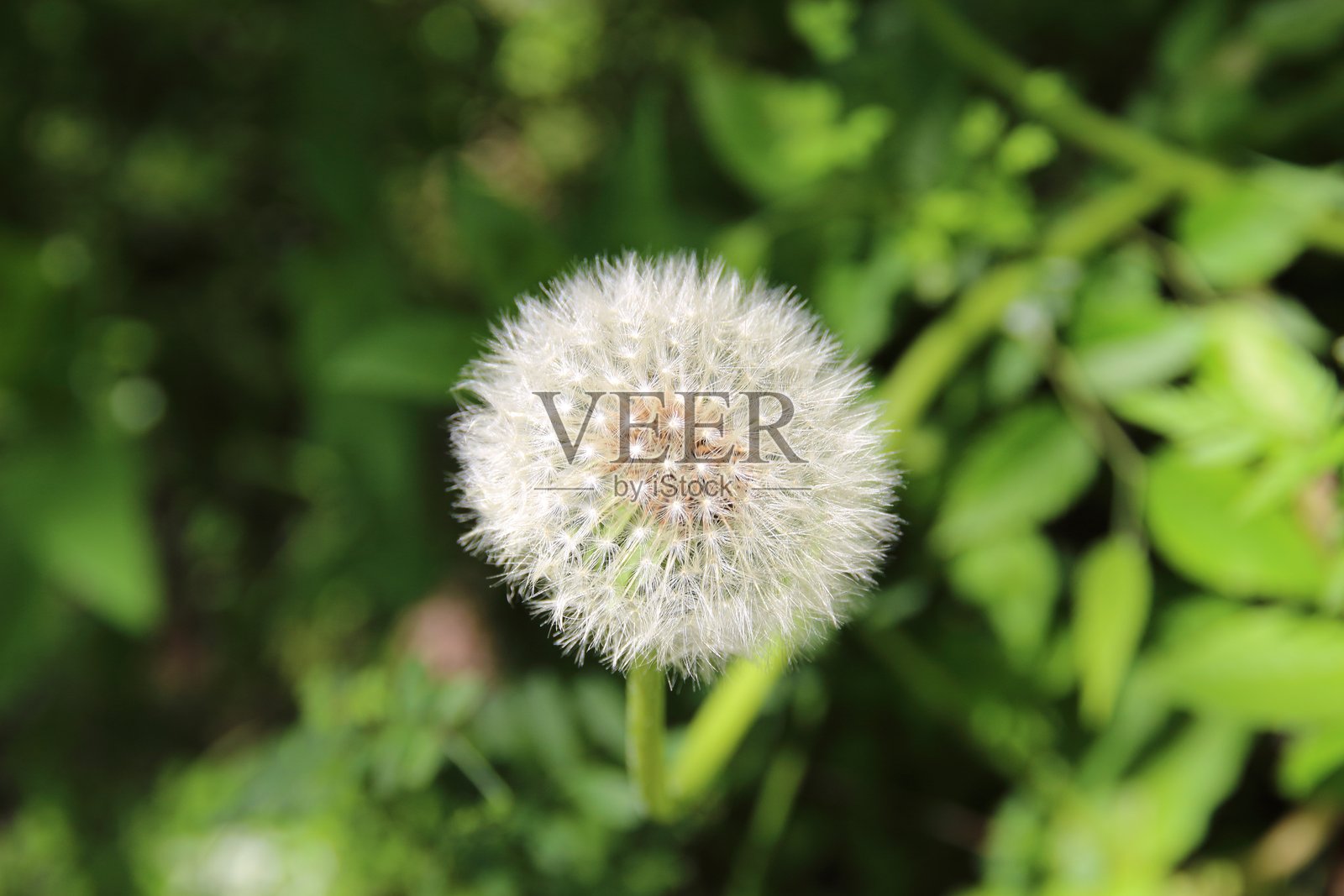 蒲公英绒毛 纯白的白色 蒲公英绒毛，蒲公英绒毛大地的气息照片摄影图片