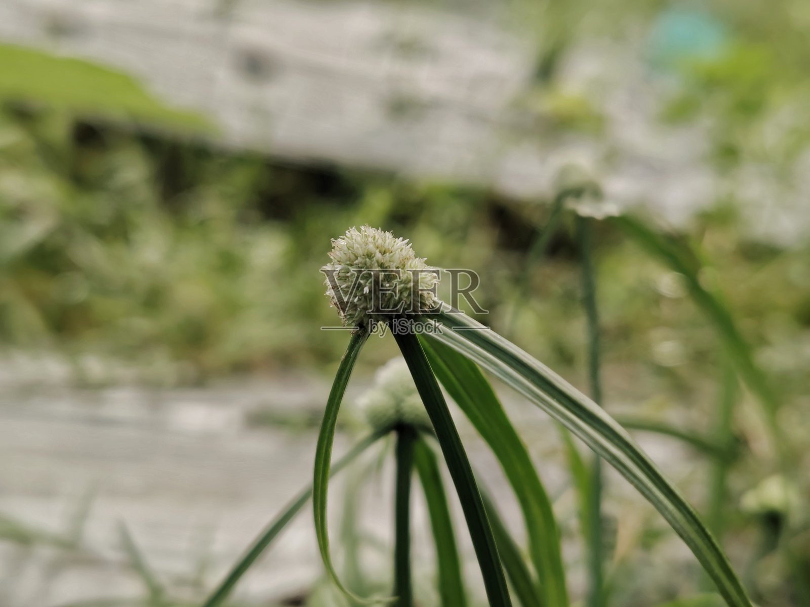 野生的基林花在杂草丛生的土地上生长照片摄影图片