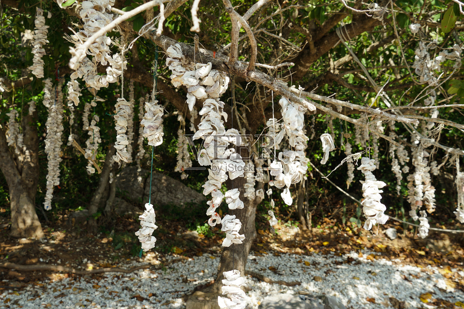 悬挂的牡蛎壳作为户外装饰。特写镜头展示了风化的牡蛎壳串在绳子上，悬挂在乡村花园环境中。照片摄影图片