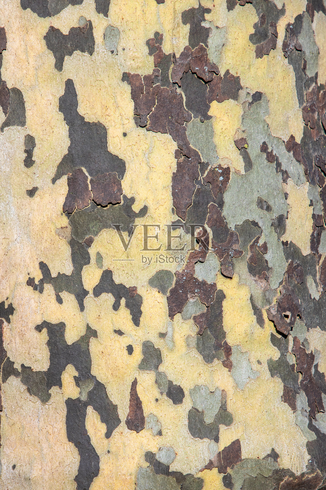 梧桐树的详细背景照片摄影图片