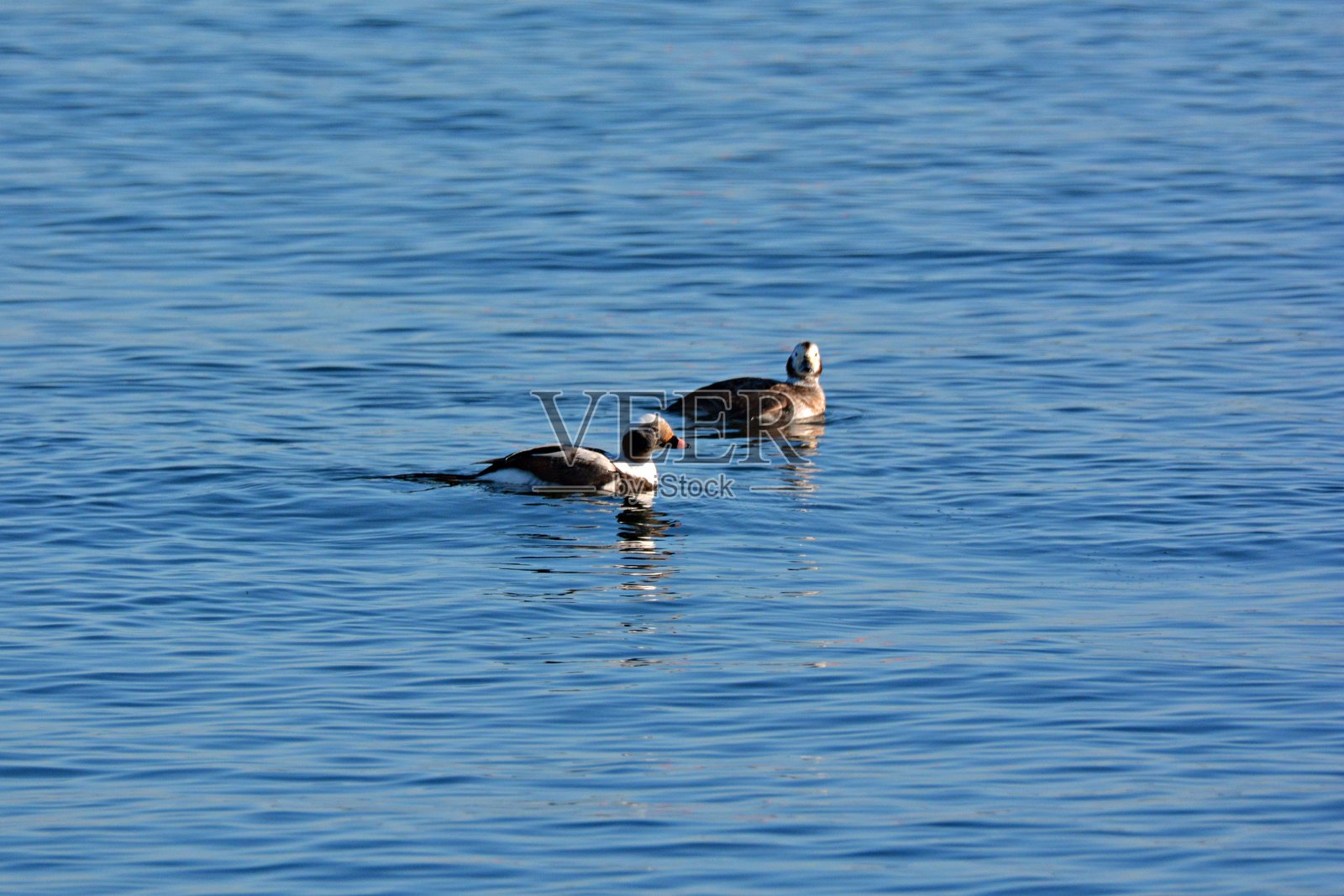 波罗的海中的水手鸭照片摄影图片