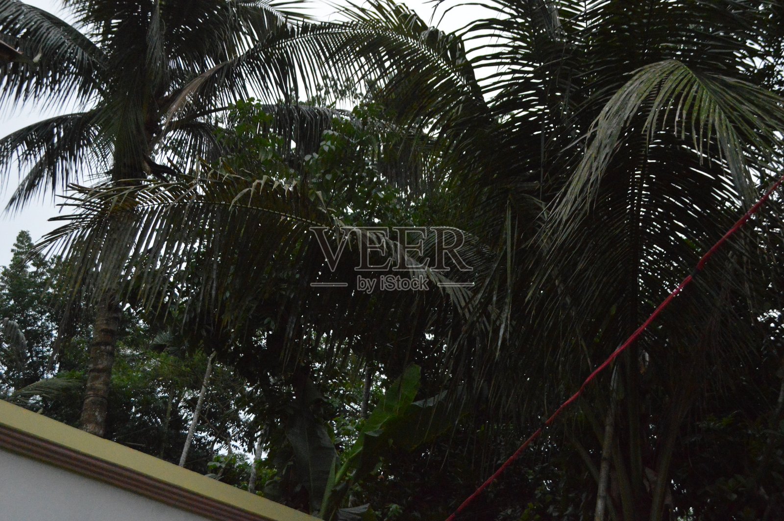 小树枝特写，柔和光线下的新鲜绿叶照片摄影图片