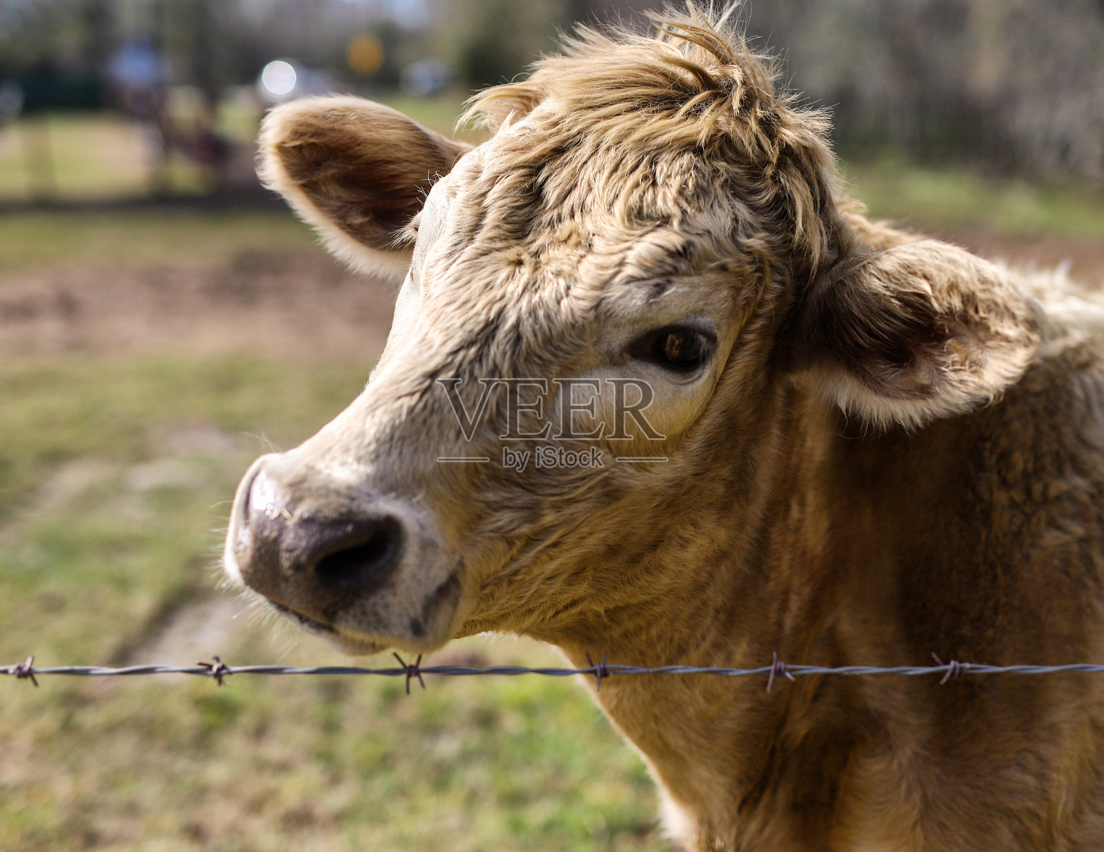 好奇的牛照片摄影图片