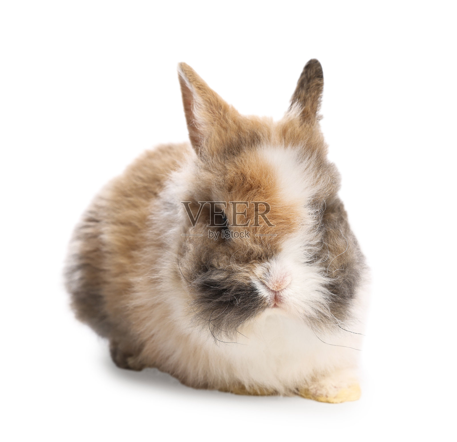 可爱的小兔子在白色背景上。迷人的宠物照片摄影图片