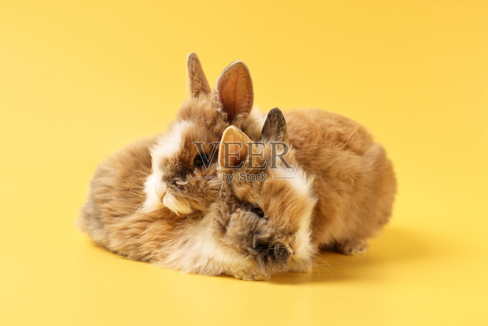 可爱的小兔子在黄色背景上。迷人的宠物照片摄影图片