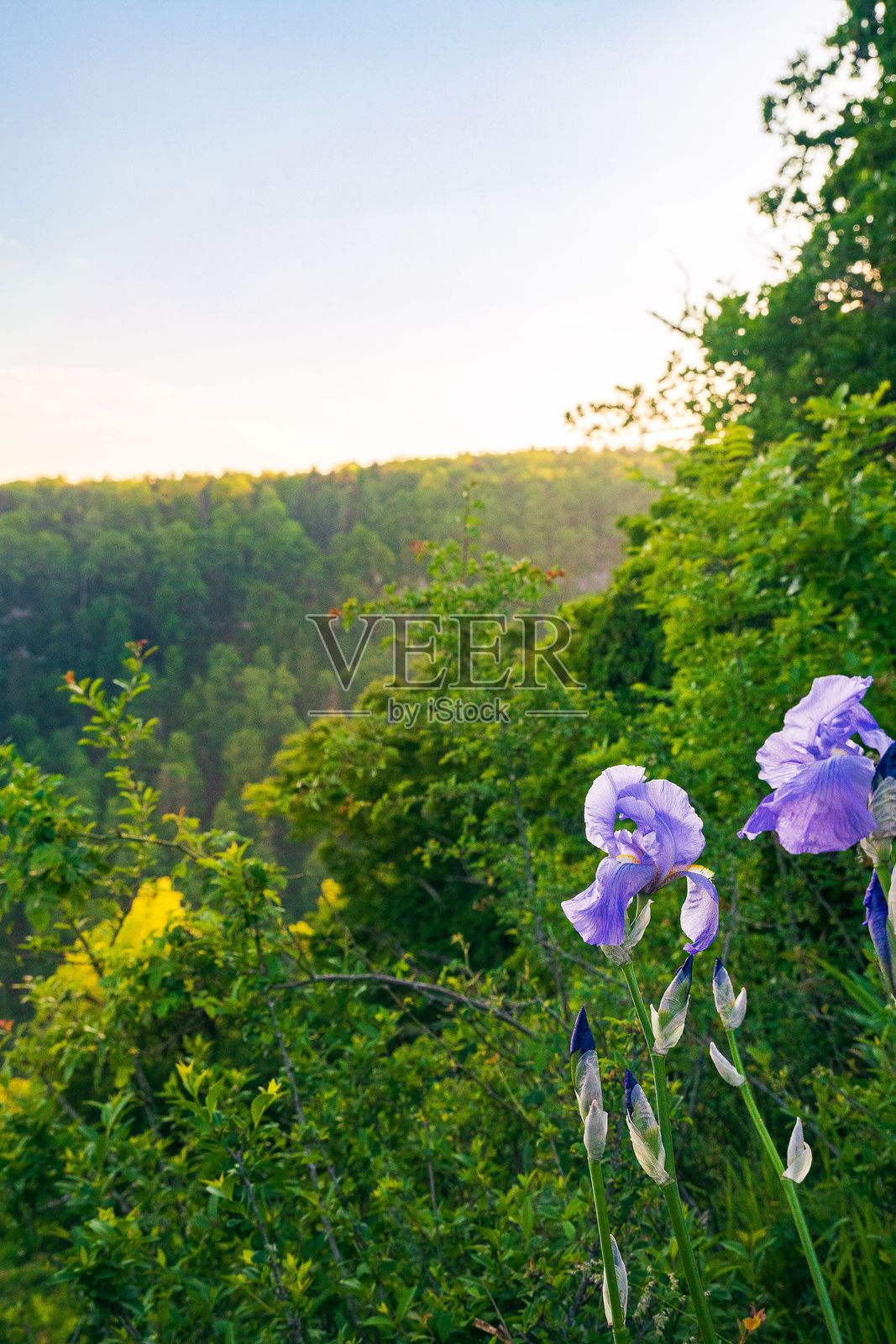 春季森林中的紫色鸢尾花照片摄影图片