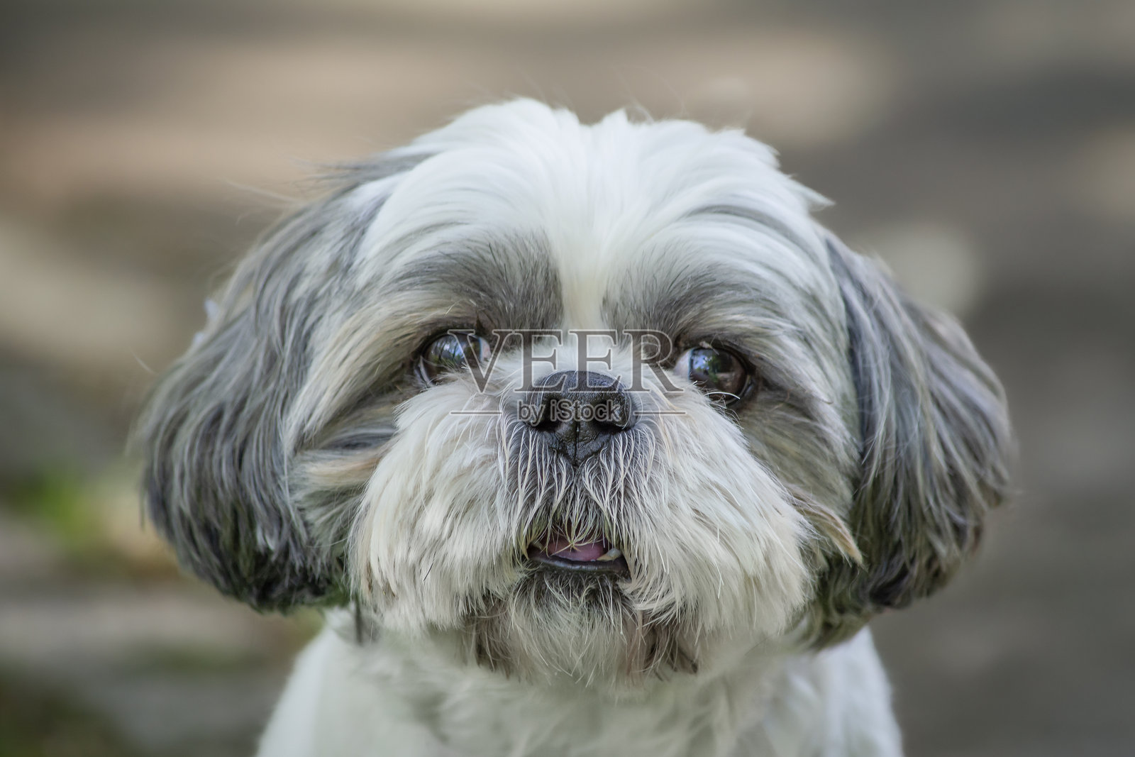 美丽狗头的肖像。照片摄影图片