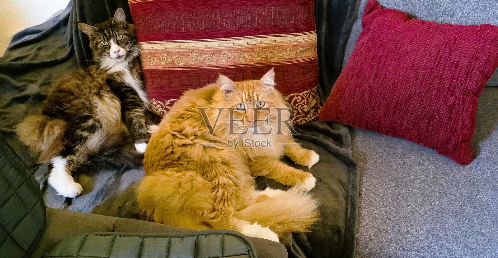 两只家猫在舒适的沙发上懒洋洋地躺着，周围有五颜六色的抱枕和柔软的毛毯。照片摄影图片