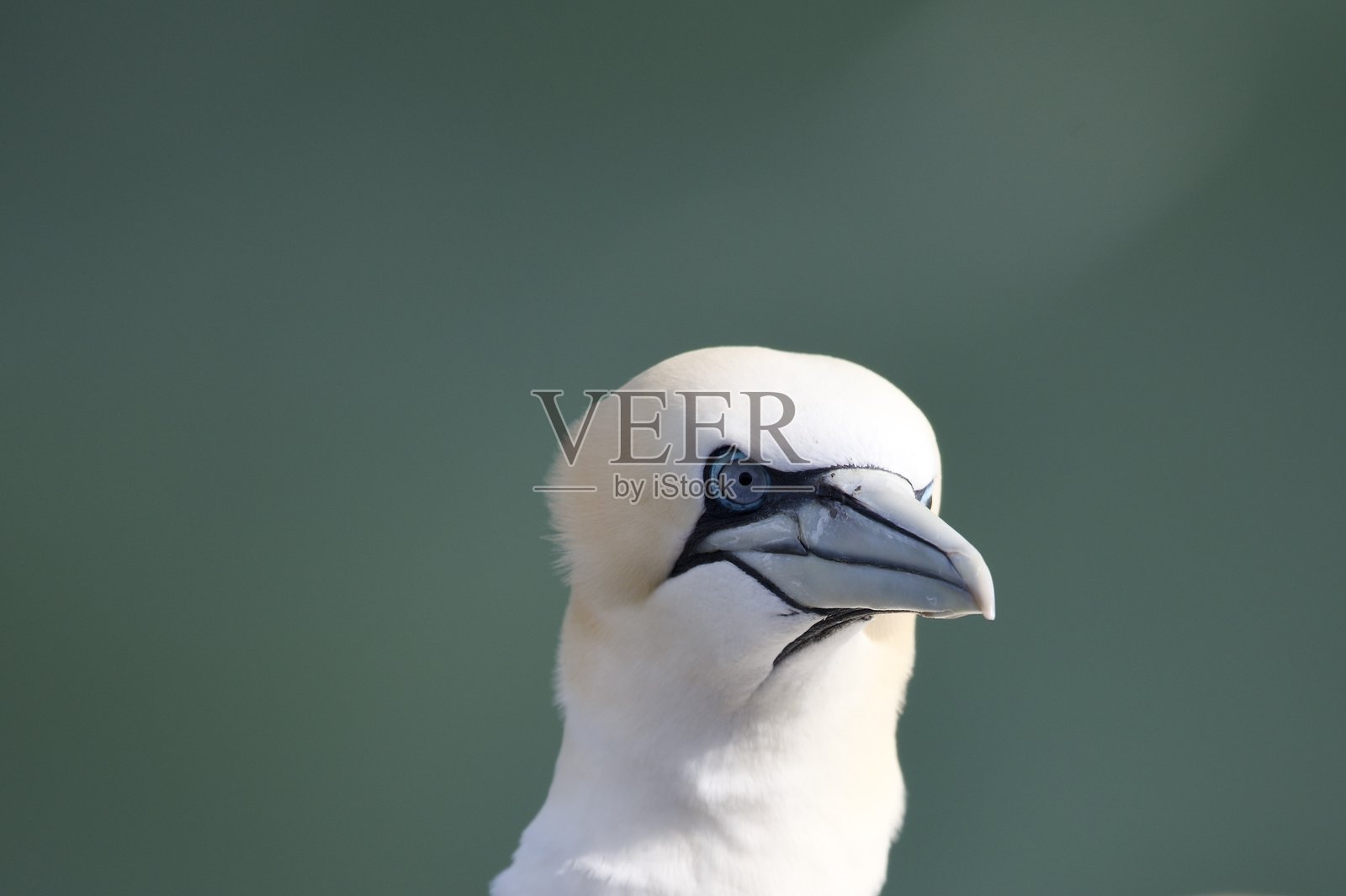 北方鸬鹚单人肖像特写照片摄影图片