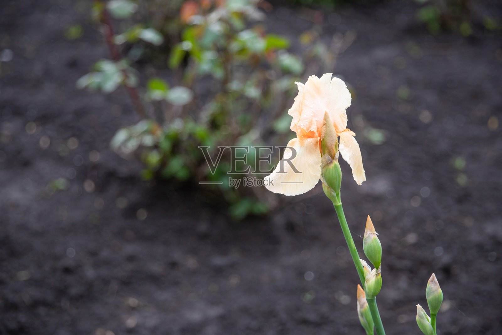 阳光下盛开的桃色鸢尾花特写，花卉微距背景照片摄影图片