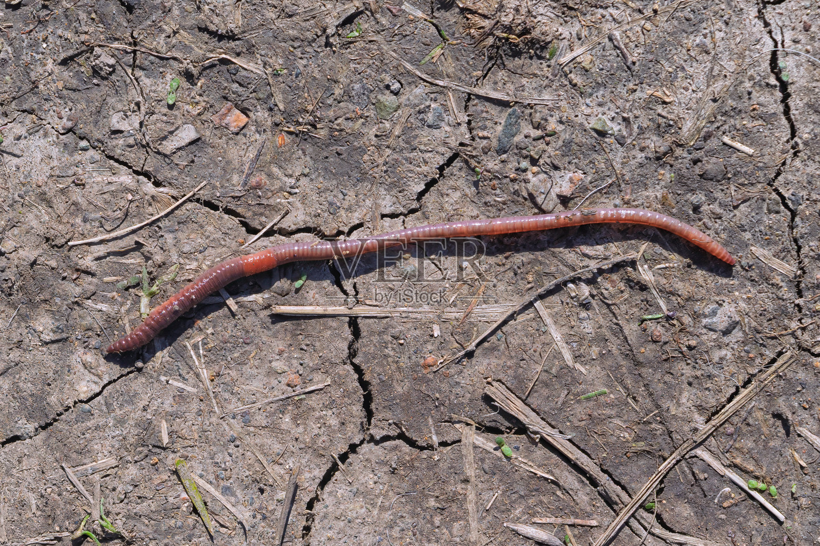 常见或蚯蚓在土壤背景下照片摄影图片