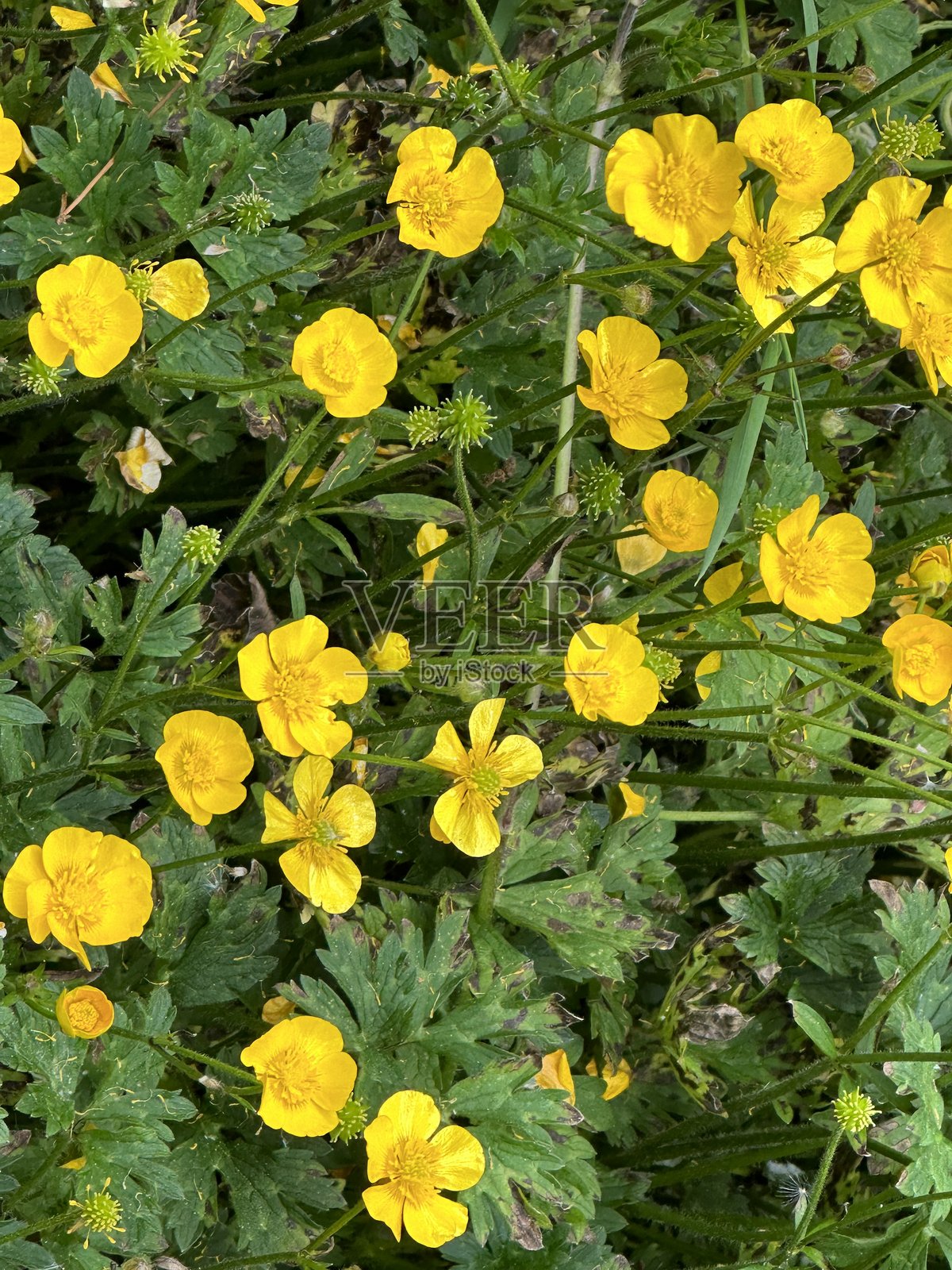 花园里的花朵照片摄影图片