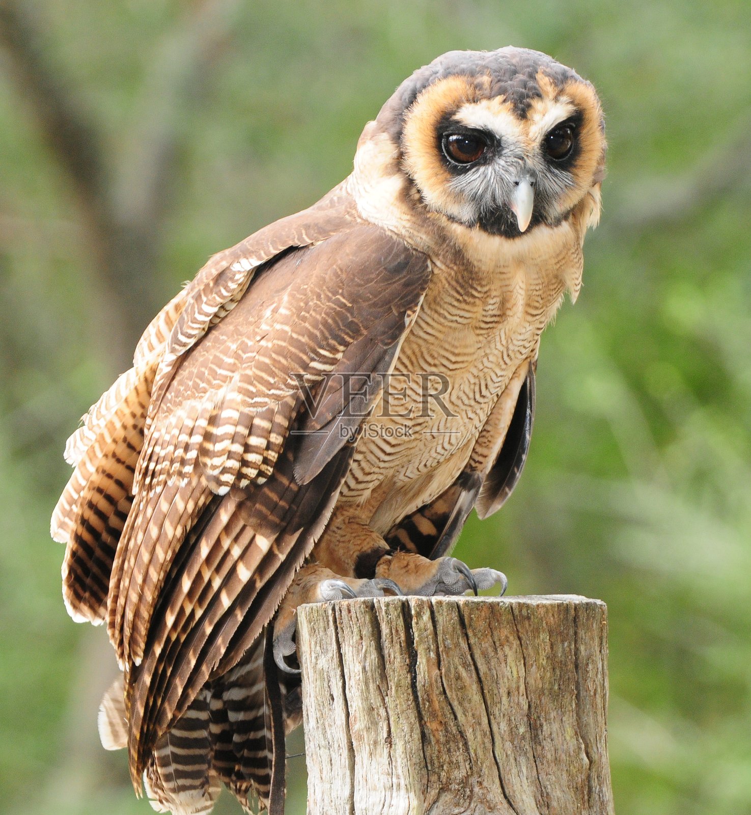 亚洲棕色木鸮照片摄影图片