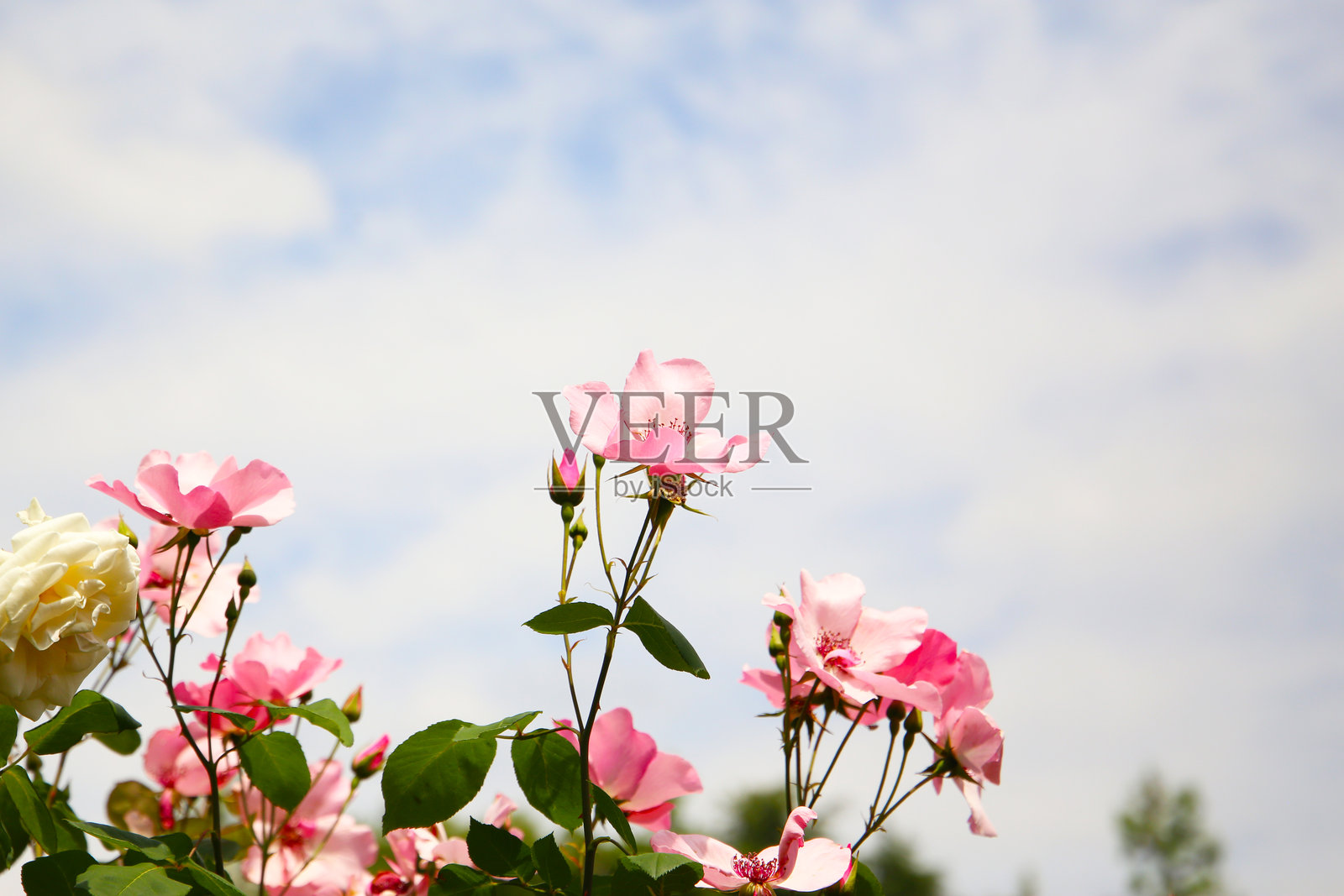 日本玫瑰园盛开的美丽玫瑰。照片摄影图片