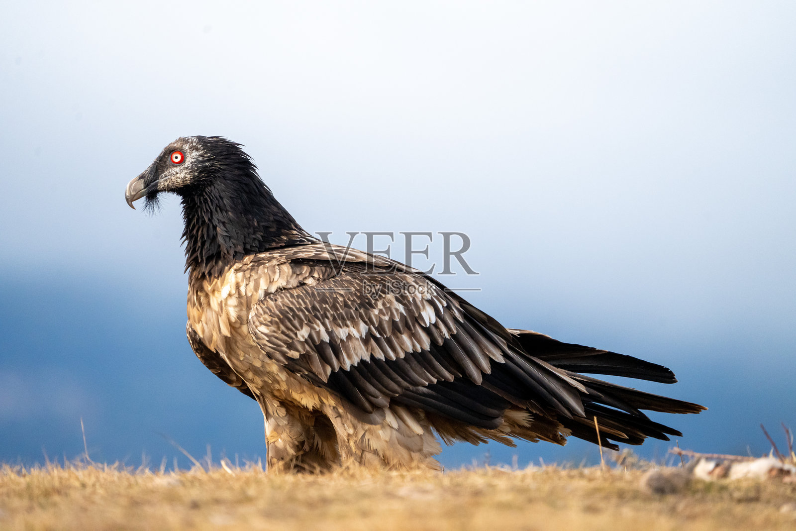 在西班牙拍摄的须鹫（Gypaetus barbatus）照片摄影图片