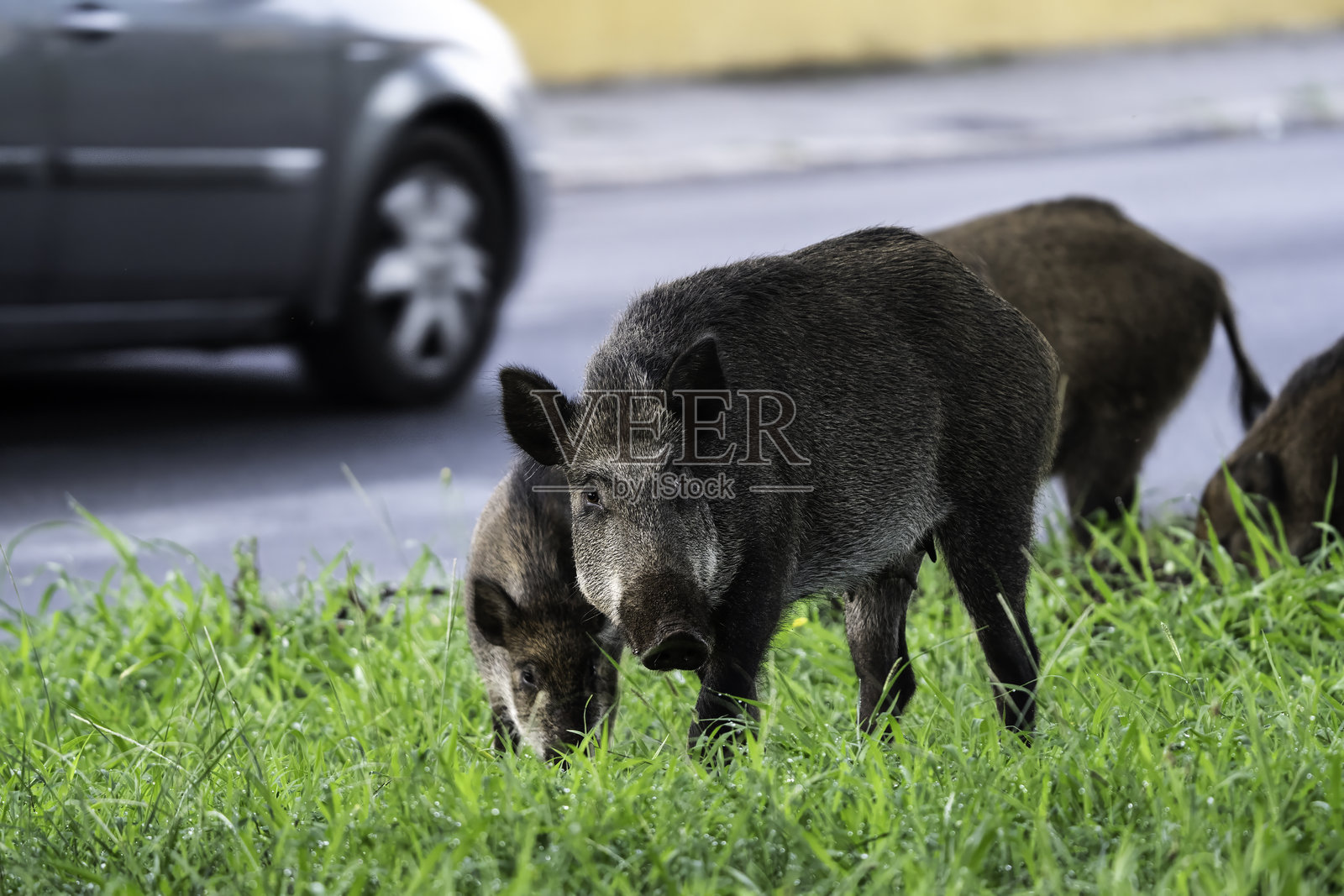 野猪家庭在城市道路附近觅食，给交通带来潜在危险。一只母猪和她的小猪在寻找食物，汽车在旁边经过。这是野生动物与城市生活之间的冲突。照片摄影图片
