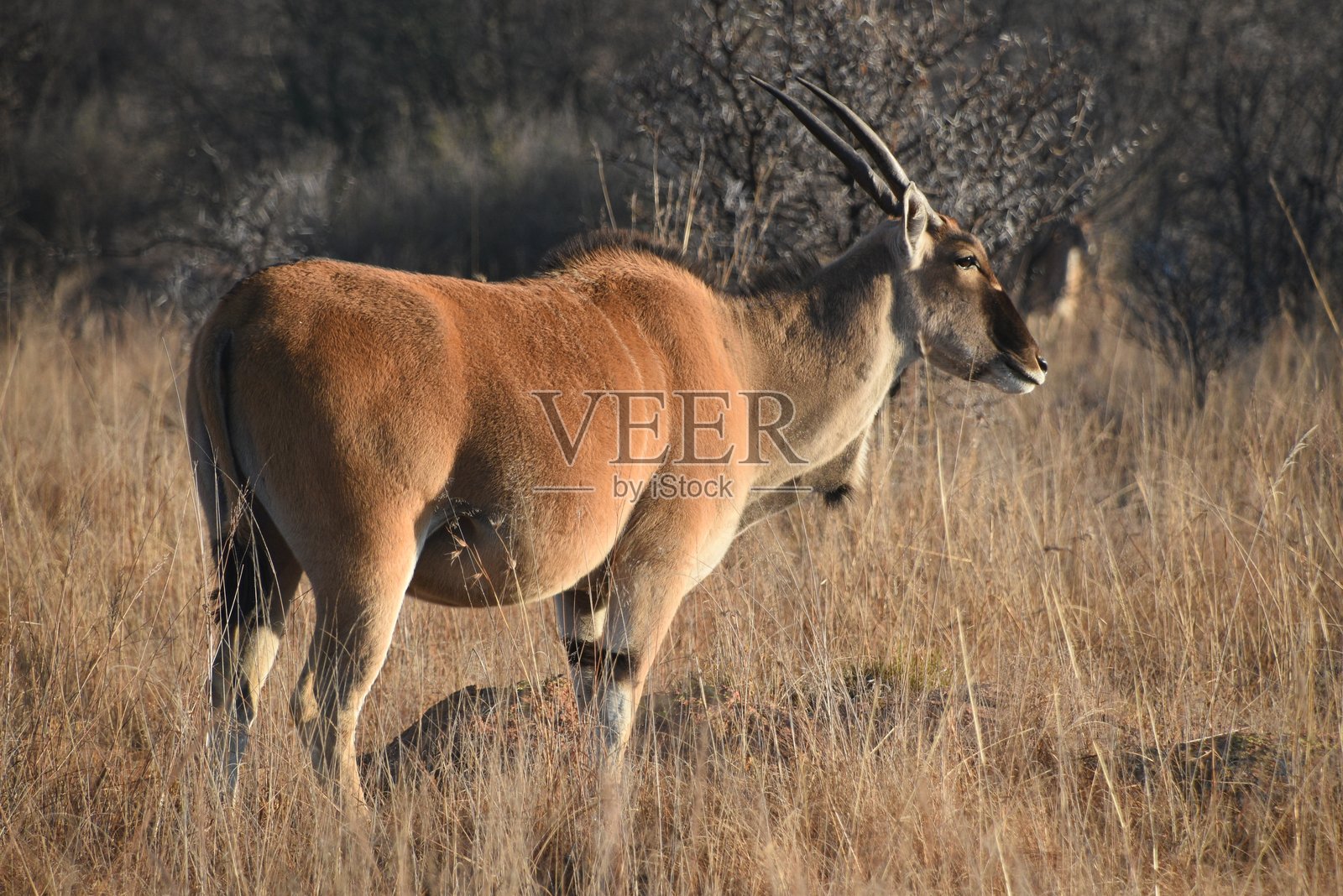 在落日余晖下，站在干燥草地上的大羚羊照片摄影图片