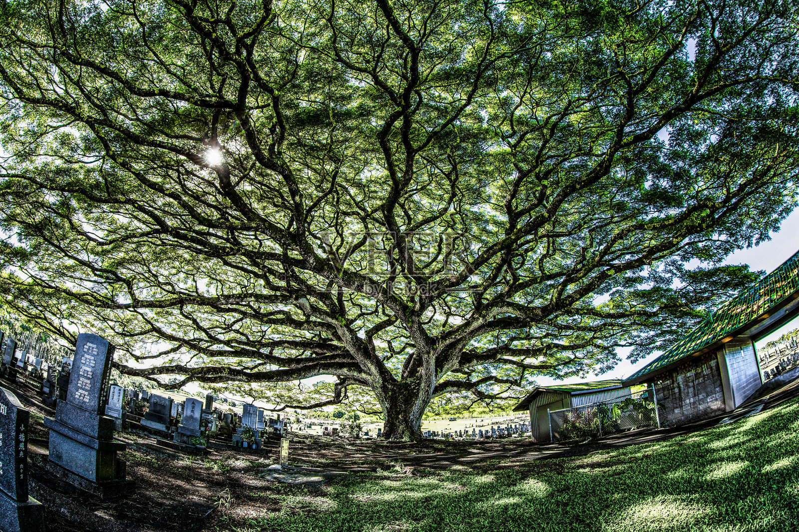 夏威夷希洛阿莱公墓的猴豆树照片摄影图片