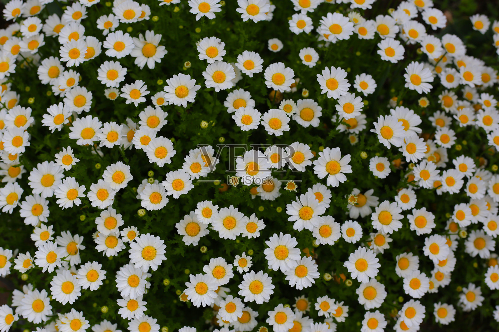 日本花园中盛开的白色雏菊照片摄影图片