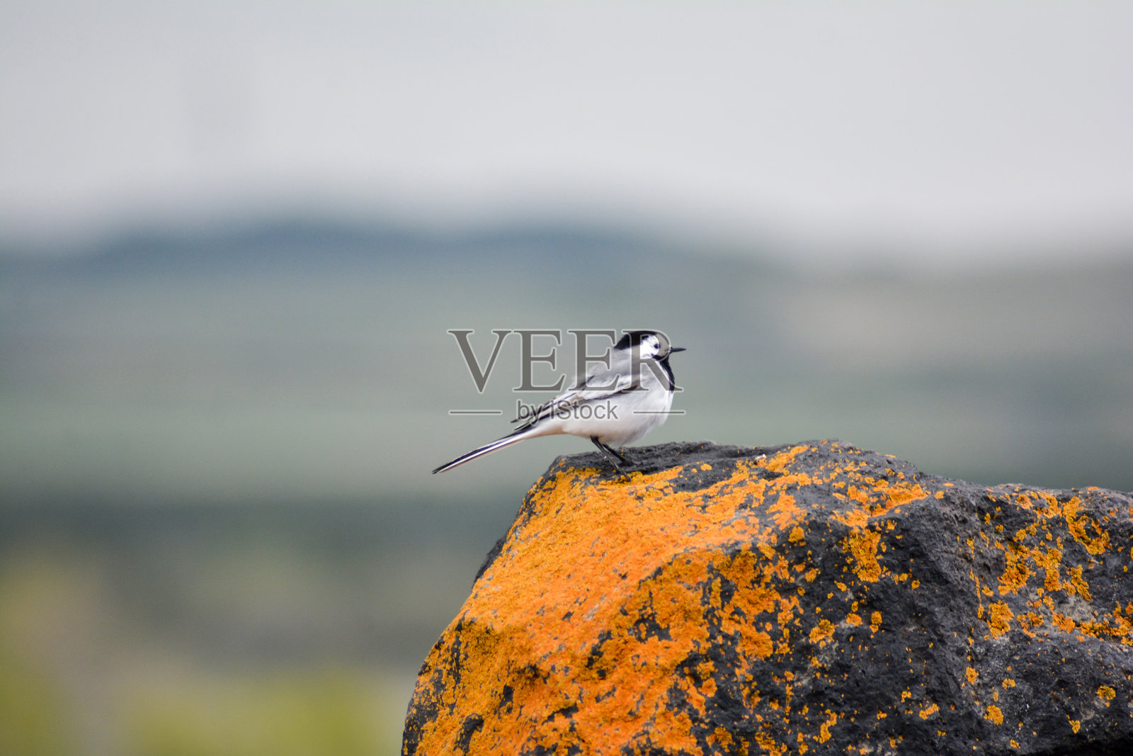 美丽的鸟停在岩石上。野生鸟类。自然中的鸟类肖像。小鸟。照片摄影图片