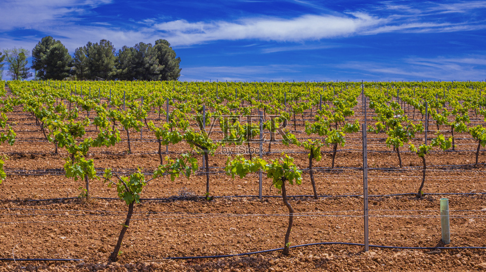 西班牙卡斯蒂利亚-拉曼查省瓦尔德佩尼亚斯产区的瓦尔德佩尼亚斯葡萄园照片摄影图片