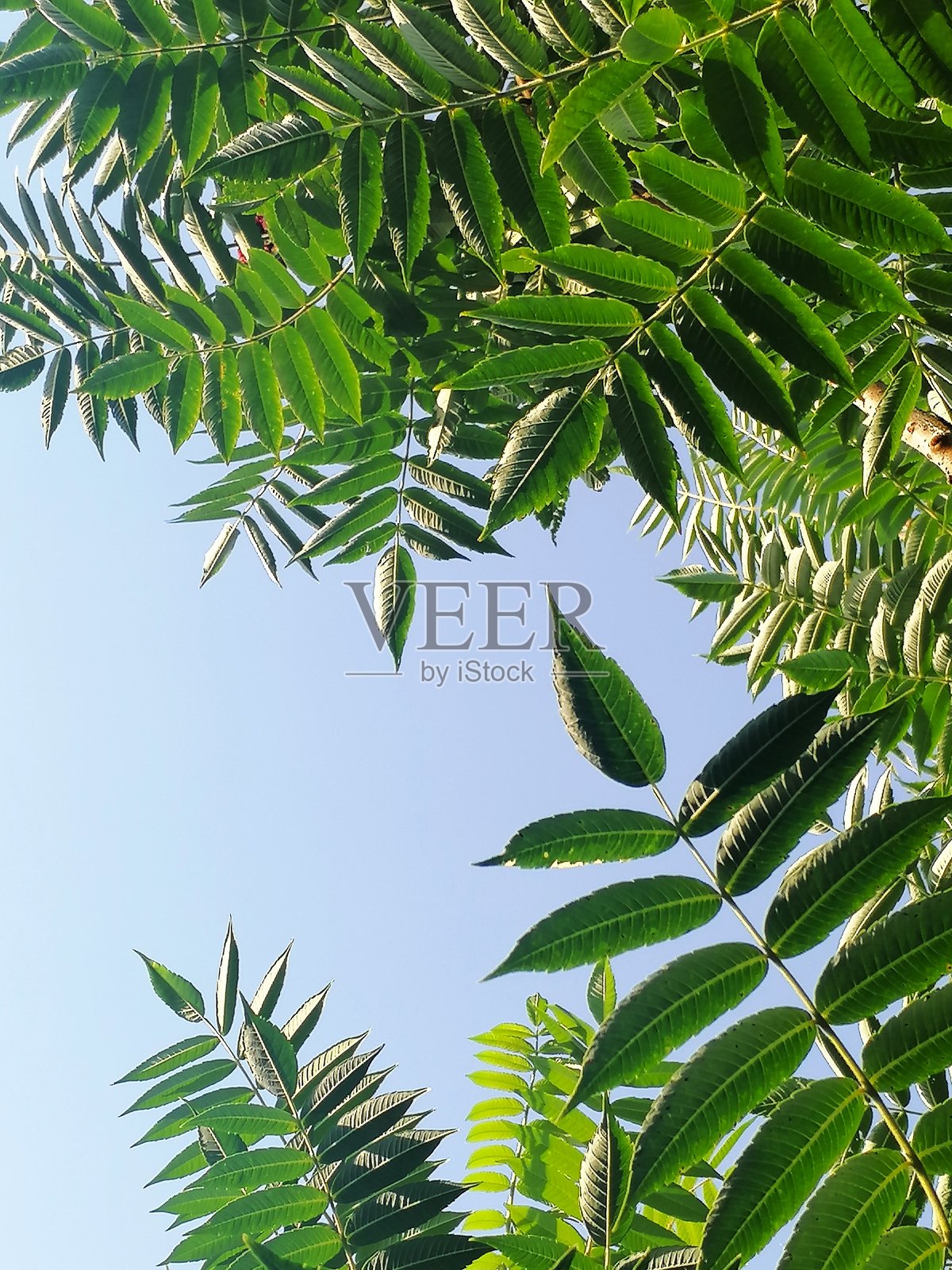 天空中的绿色照片摄影图片